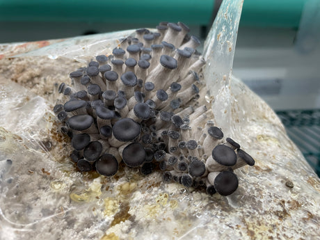 a close up of a mushroom - Minnesota Mushroom Grower 