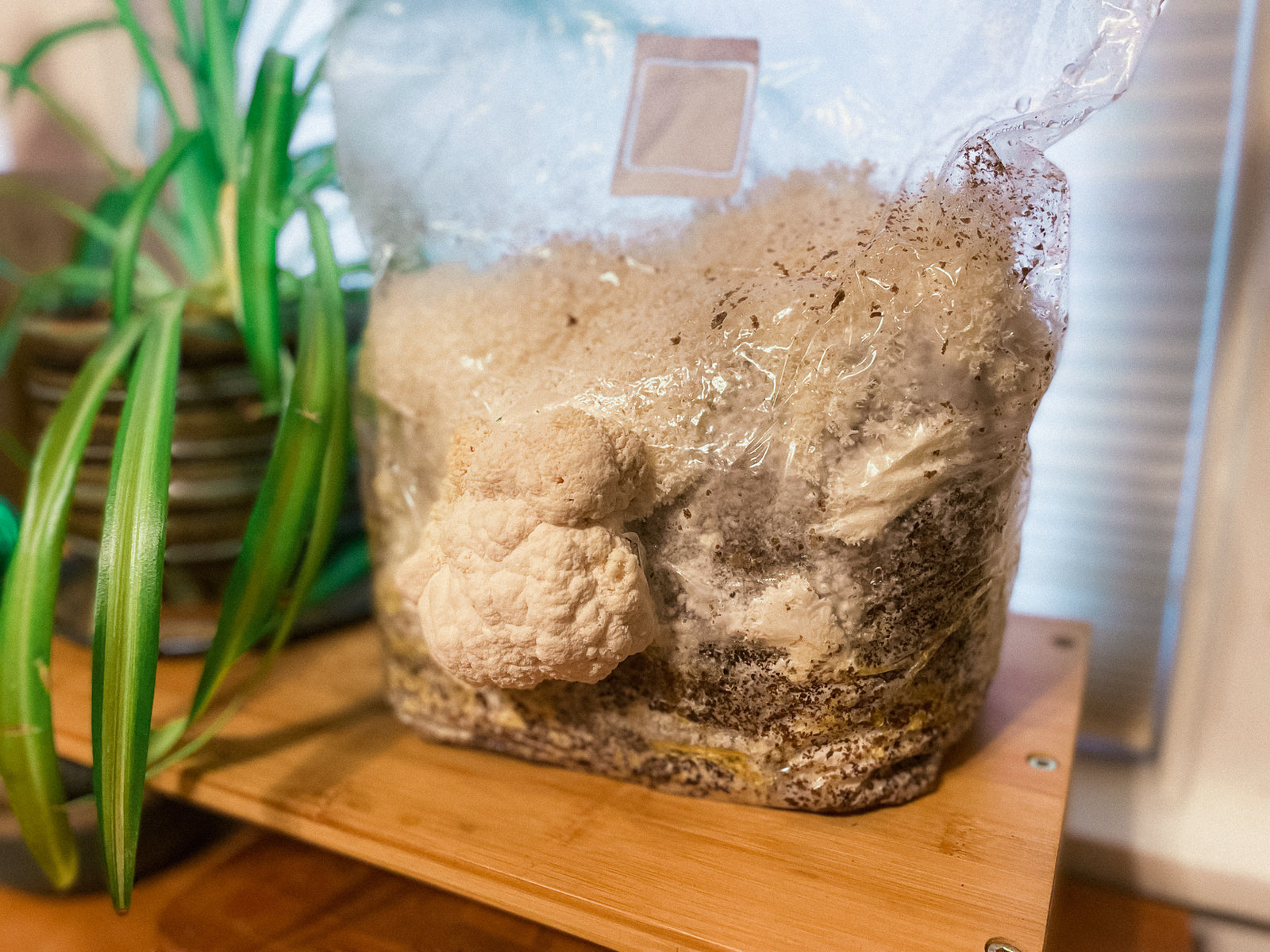 How to Use Our New At-Home Mushroom Grow Kit