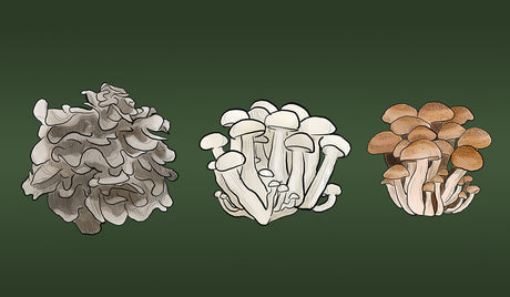 R&R Cultivation is Adding More Mushroom Varieties