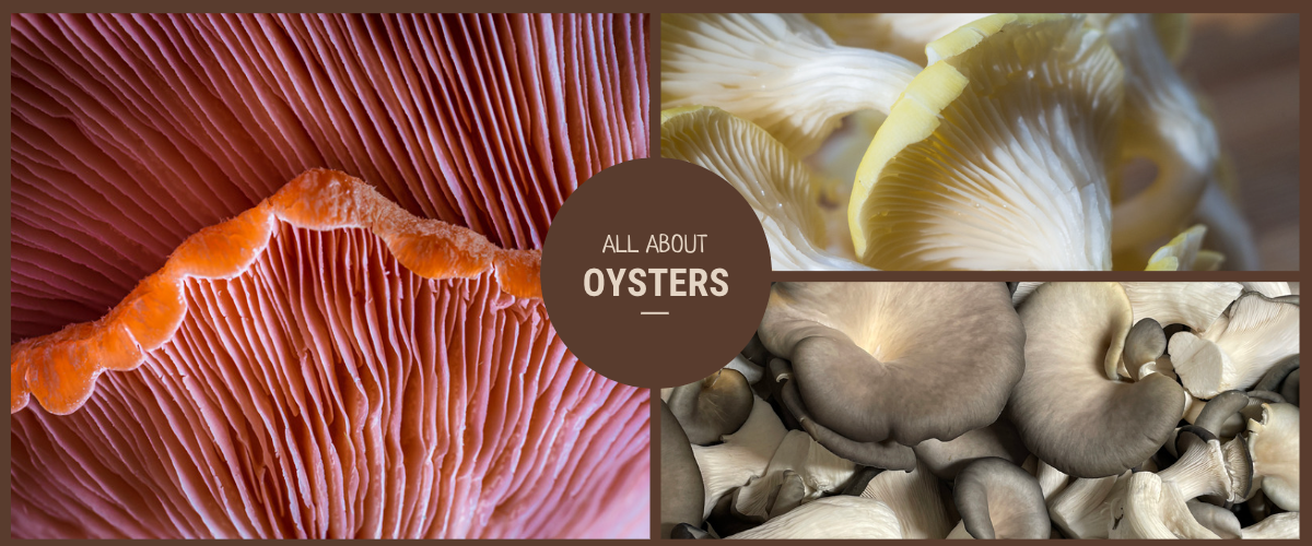 Pink, Gold, or Blue: All About Oyster Mushrooms!