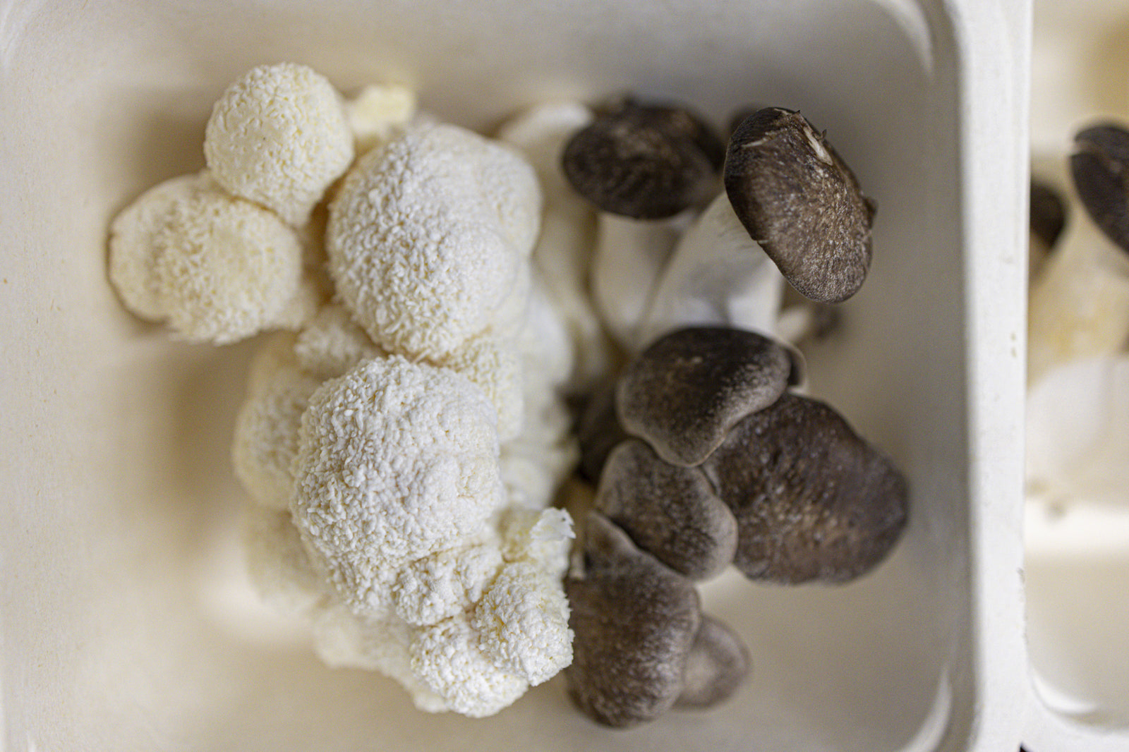 Health Benefits of Including Gourmet Mushrooms in Your Diet | R&R Cultivation