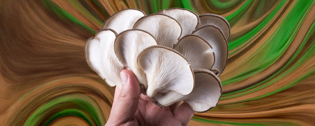 The Fascinating World of Medicinal Mushrooms