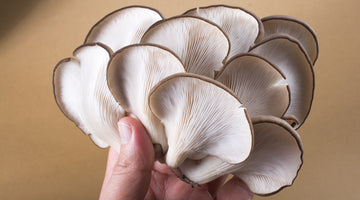 Mushrooms Are a Perfect Meat Replacement