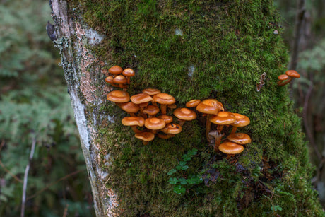 Fantastic Fungi Gets Two Thumbs Up | R&R Cultivation