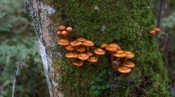 Fantastic Fungi Gets Two Thumbs Up!