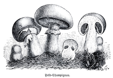 The History of Commercial Mushroom Farming - R&R Cultivation