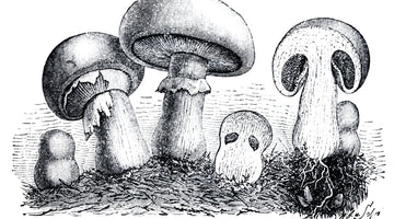 The History of Commercial Mushroom Farming