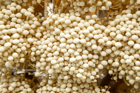 Cluster of enoki mushrooms with long, thin stems and small caps.