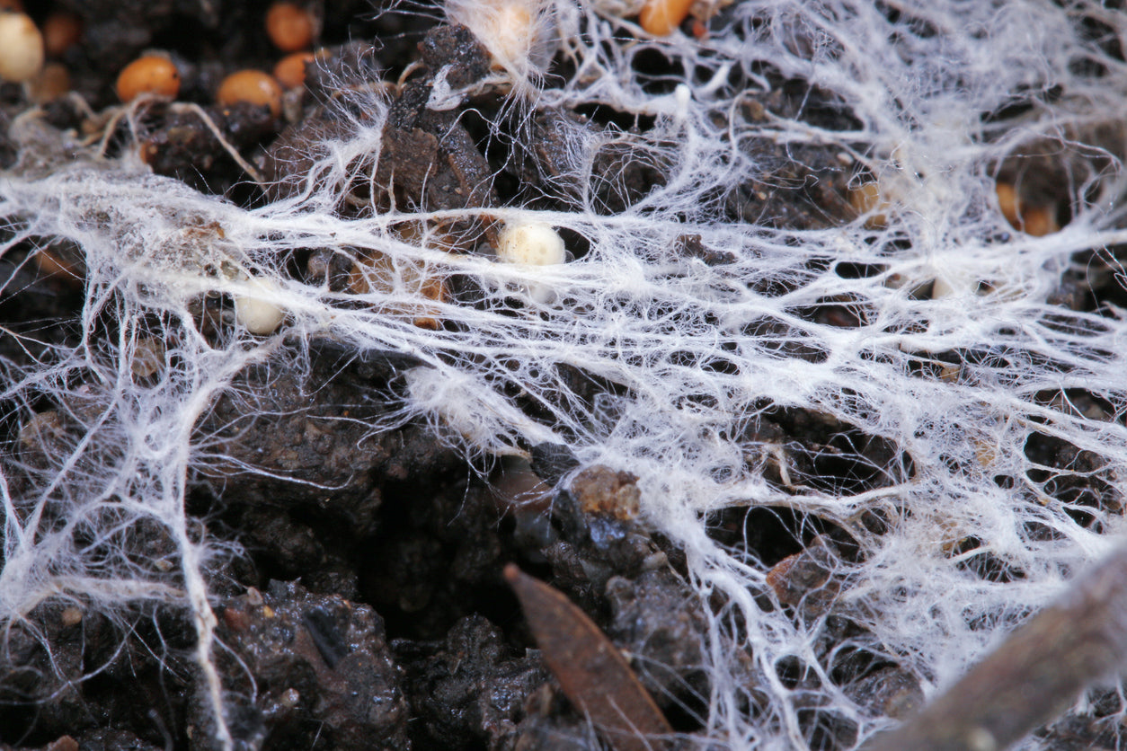 Growing Gourmet Mushrooms