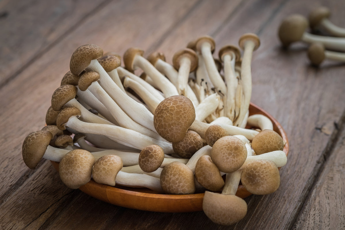 Mushroom Spotlight: Beech Mushrooms – R&R Cultivation