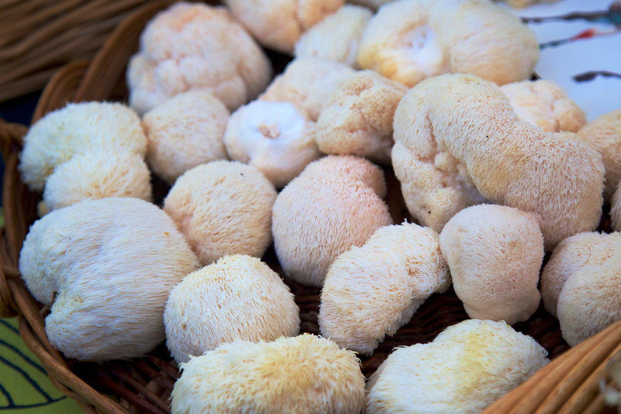 Mushroom Spotlight: All About Lion’s Mane