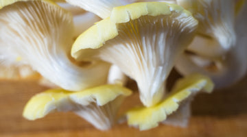 Exploring the Health Benefits of Gourmet Mushrooms