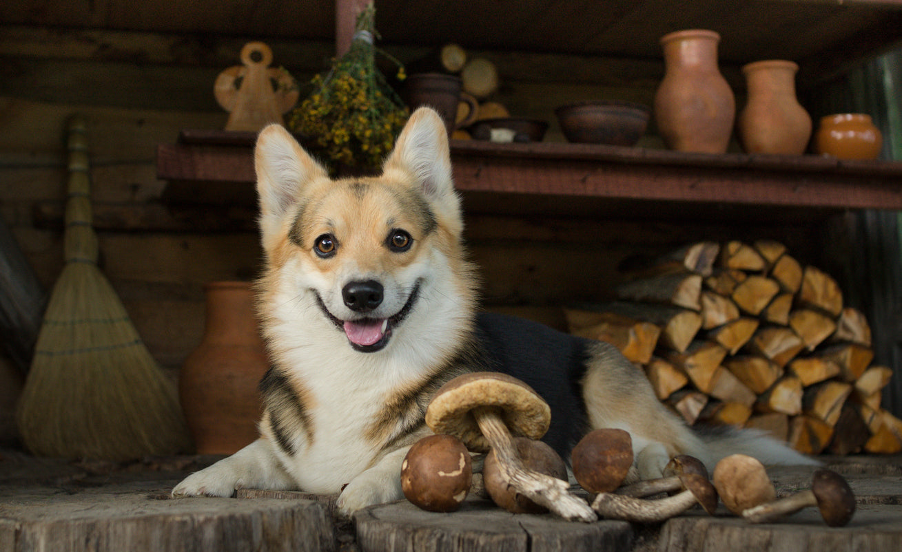 Can Dogs Eat Mushrooms?