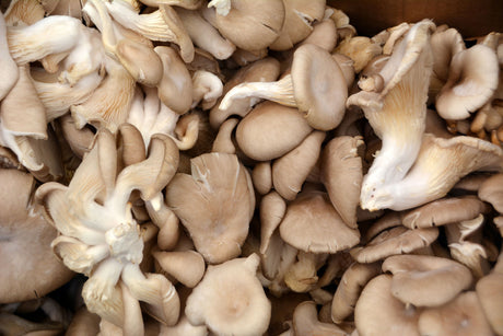 R&R Cultivation | Organic Gourmet Mushrooms Grown in Roseville, MN