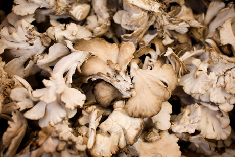 Minnesota Mushrooms