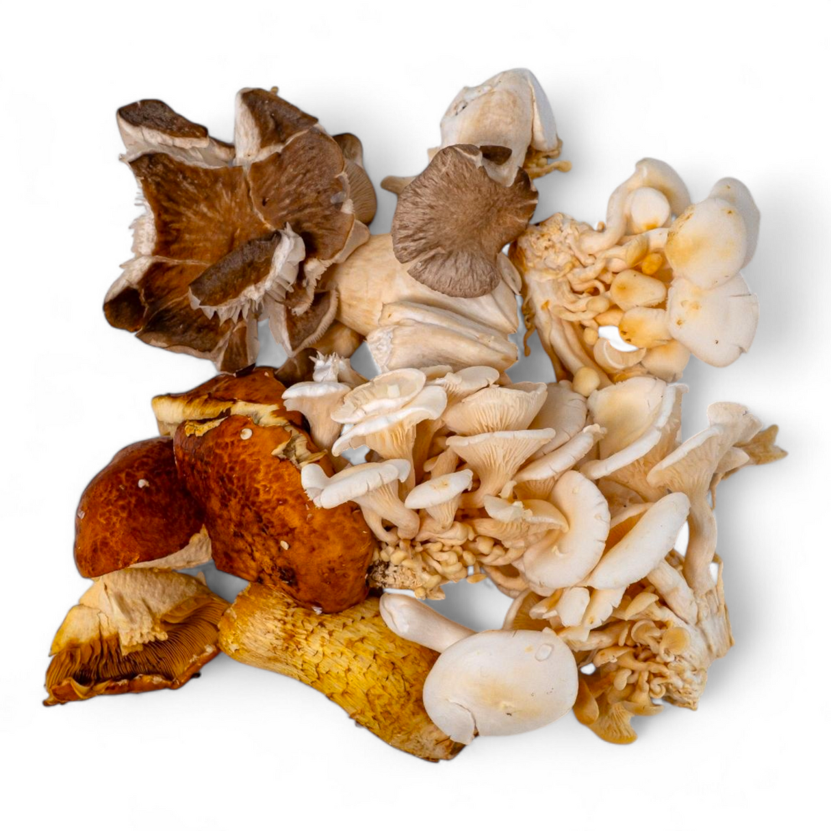 1lb - Discount Ugly Mushroom Box