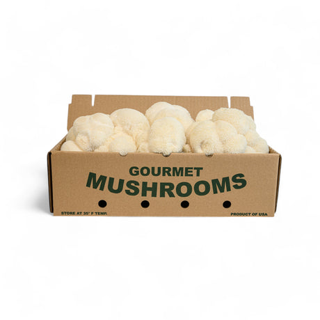 Lion's Mane Mushrooms - R&R Cultivation