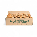 Pioppino Mushrooms - R&R Cultivation