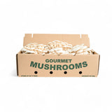 White Oyster Mushrooms