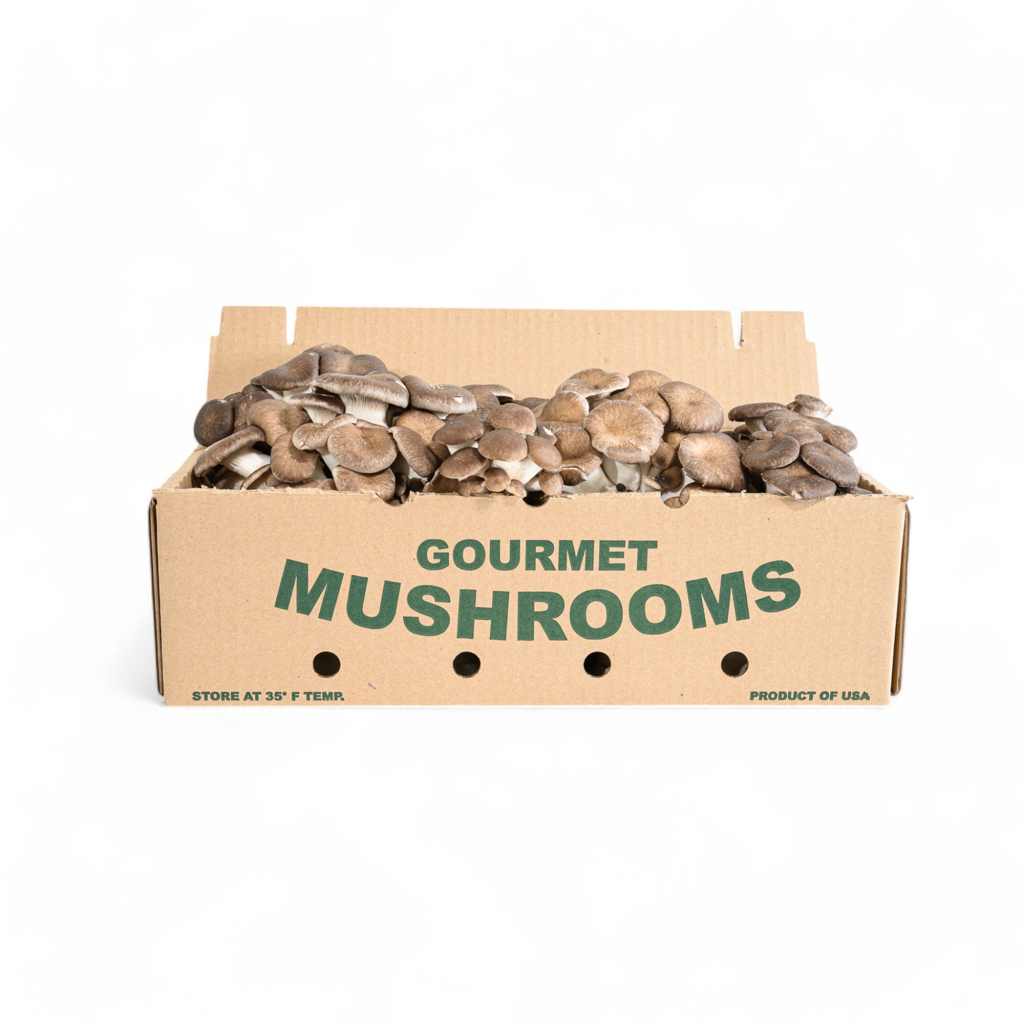 Black King Mushrooms | Minnesota Mushrooms | R&R Cultivation