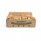 King Trumpet Mushrooms - R&R Cultivation