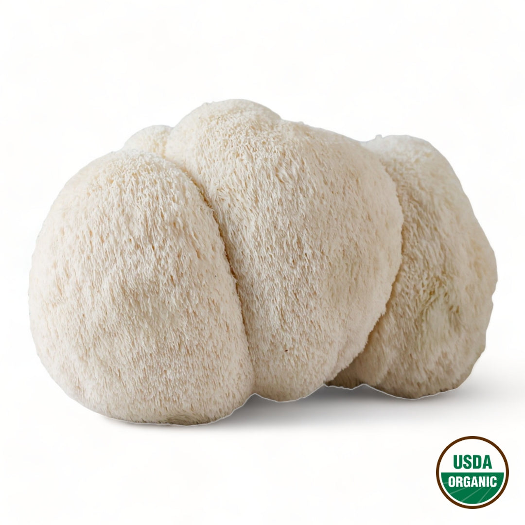 Lion's Mane Mushrooms lion's mane mushroom for sale Fresh