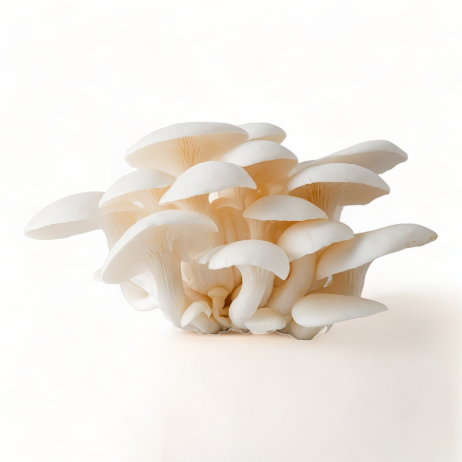 White Oyster Mushrooms - R&R Cultivation