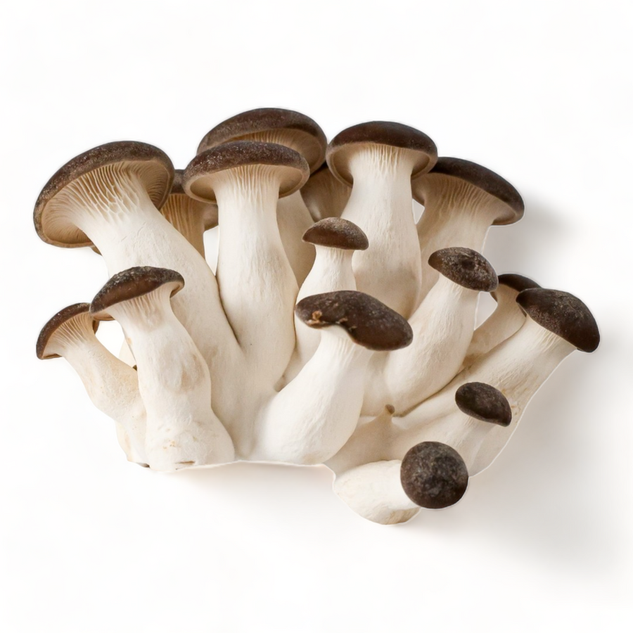 Black Pearl Mushrooms | Minnesota Mushrooms | R&R Cultivation