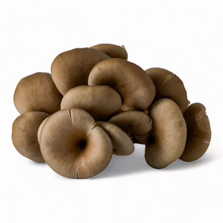 Shroom Groom Mushroom Slicer – General Store of Minnetonka