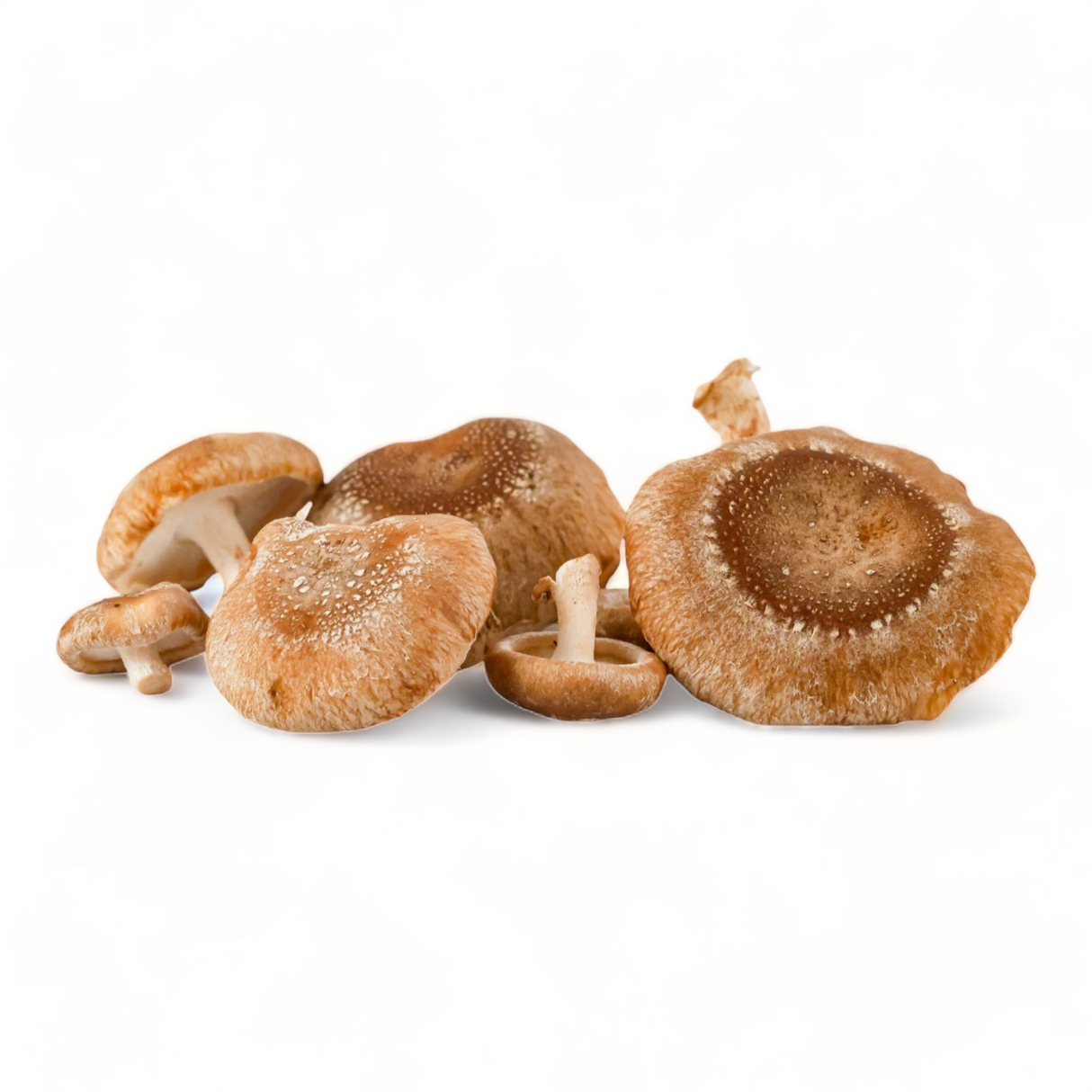 Shiitake Mushrooms - R&R Cultivation