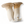 Load image into Gallery viewer, King Trumpet Mushrooms - R&amp;R Cultivation
