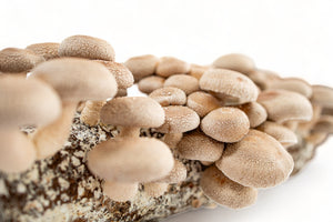 Shiitake Mushroom Grow Kit | Ready to Fruit - R&R Cultivation