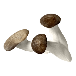 Black Pearl Mushrooms - R&R Cultivation