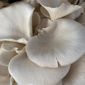 Oyster Mushrooms - R&R Cultivation