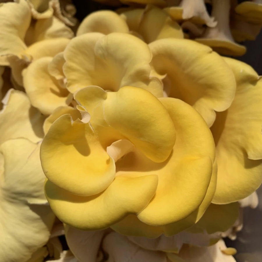 Golden Oyster Mushrooms - R&R Cultivation