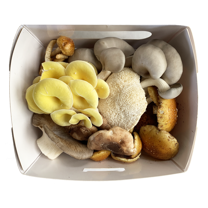 1# Discount Ugly Mushroom Box! - R&R Cultivation