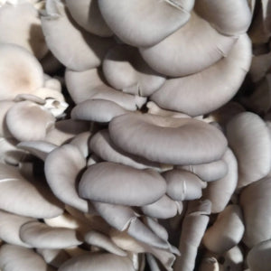 Oyster Mushrooms - R&R Cultivation