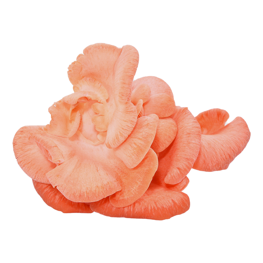 Pink Oyster Mushrooms - R&R Cultivation