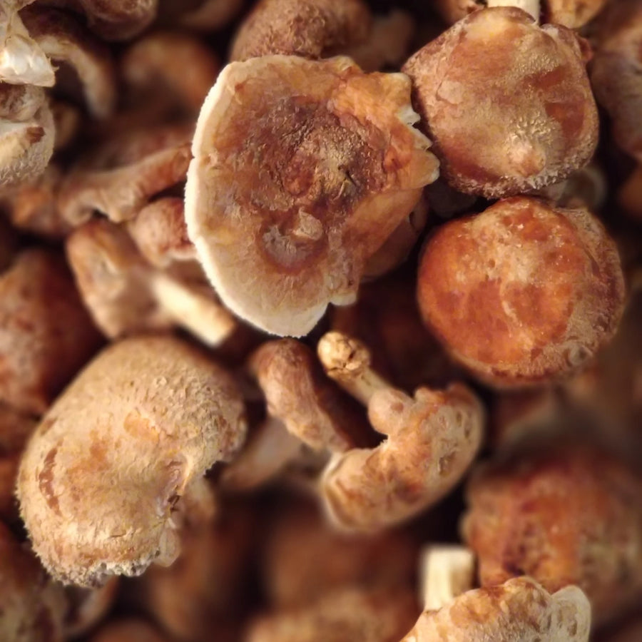 Shiitake Mushrooms, Fresh Minnesota Mushrooms