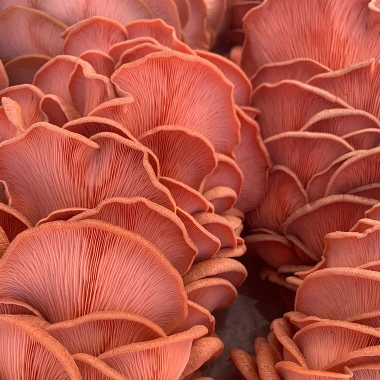 Pink Oyster Mushrooms - R&R Cultivation