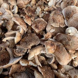 Shiitake Mushrooms - R&R Cultivation